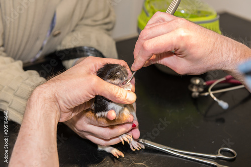 La consultation vétérinaire pour les hamsters, nacs, cochon d'inde,  photo