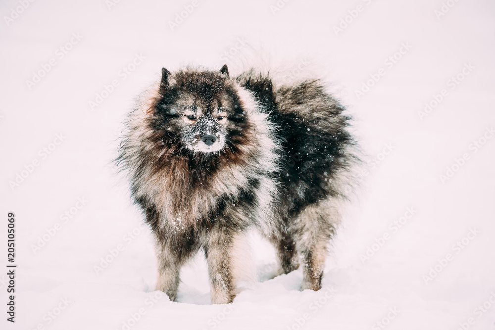 Keeshond Dog Play Outdoor In Snow. Winter Season. Dog Training