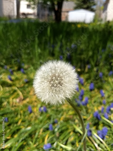 Spring Dandelion Blossom Gone to Seed in Blurred Field of Hyacinth Background