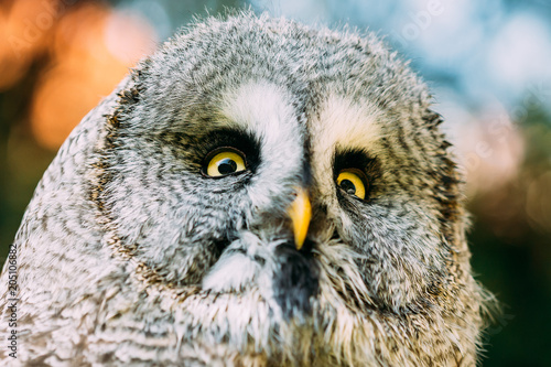 The great grey owl or great gray owl Strix nebulosa is a very 