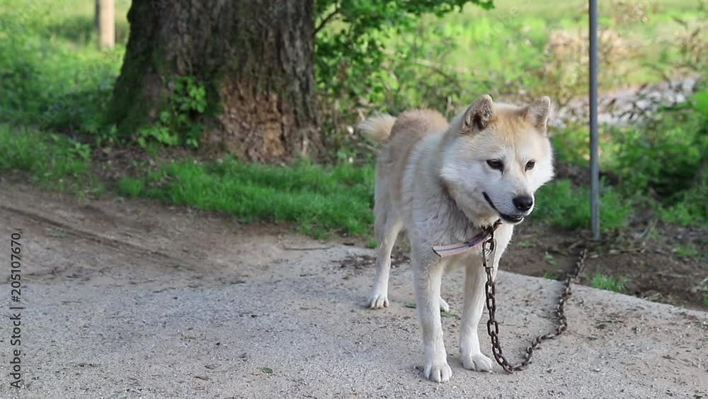 Jindo dog and Alaskan Malamut mixed dog, resting and guarding house. Jindo dog and Alaskan Malamut mixed dog, resting and guarding house.