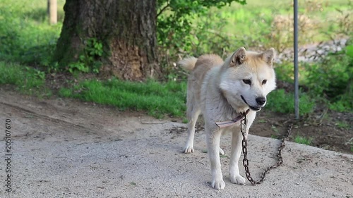 Jindo dog and Alaskan Malamut mixed dog, resting and guarding house. photo