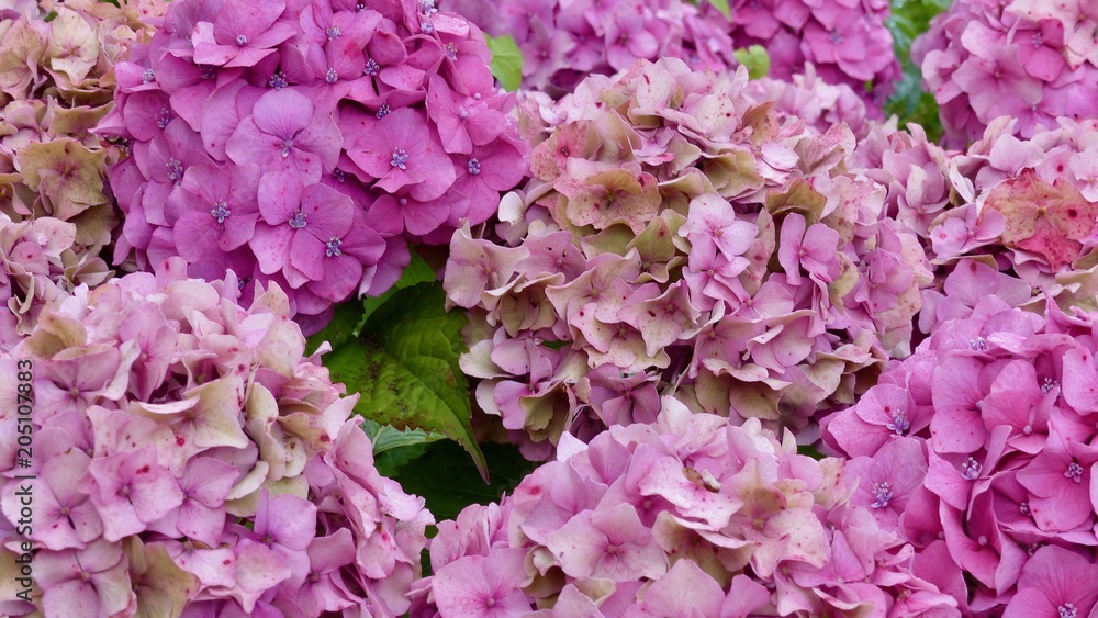 Hortensie, Bauernhortensie Hortensie, Bauernhortensie