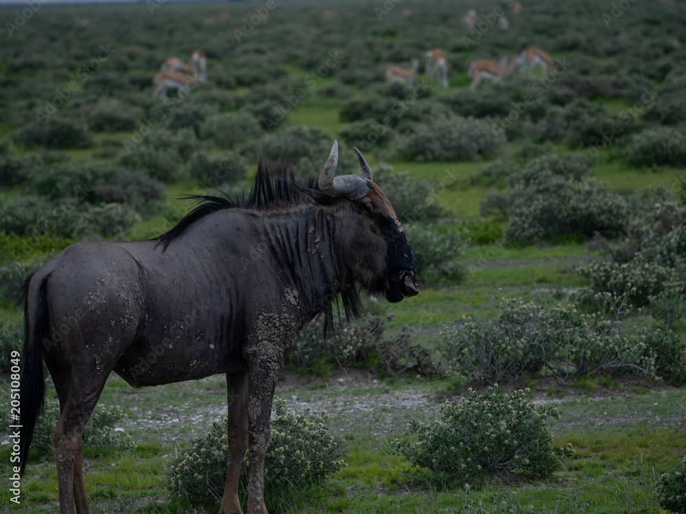 Fototapeta premium Gnu in the Steppe