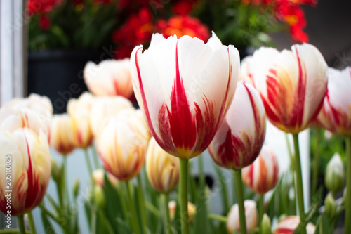 beautiful red and white tulips