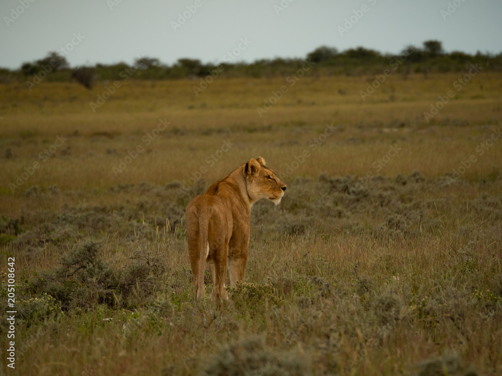 Naklejka premium Female Lion in the Sunset