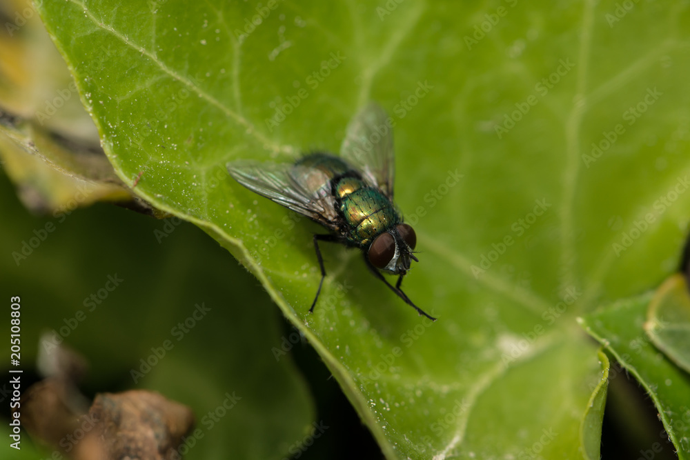Echte Fliege sitzt auf einem Blatt Echte Fliege sitzt auf einem Blatt