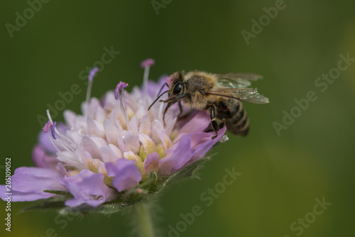 Biene sammelt Nektar an einer Scabiose © nounours1