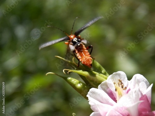 The beetle on the flower is trying to fly 