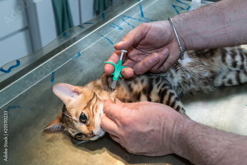 identification par puce électronique est obligatoire pour les animaux domestiques, la puce s'implante a gauche sous sédation.