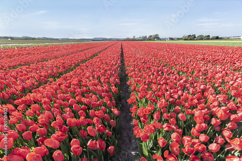 Fototapeta Naklejka Na Ścianę i Meble -  Endless red tulips bulbs farm at spring time in Lisse nearby the famous keukenhof tulips garden, Netherlands