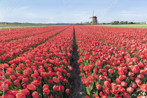 Fototapeta Naklejka Na Ścianę i Meble -  Endless red tulips bulbs farm at spring time in Lisse nearby the famous keukenhof tulips garden, Netherlands