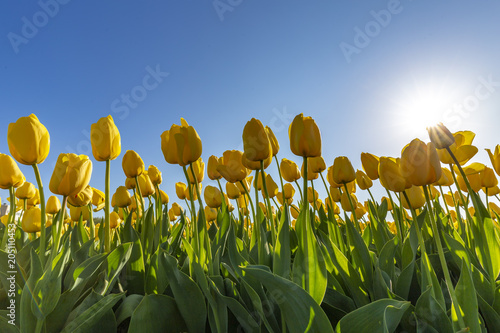 Fototapeta Naklejka Na Ścianę i Meble -  Up view of concentric setting of yellow tulips pointing to a blue vivid spring sky without clouds