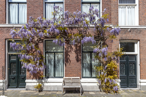 Fototapeta Naklejka Na Ścianę i Meble -  Arch of purple wisteria color flowers cover the facade, front door of a building under a spring shiny sun light