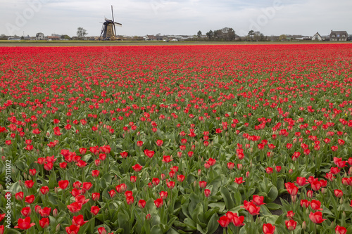 Fototapeta Naklejka Na Ścianę i Meble -  Windmill and an endless red tulips bulbs farm at spring time in Lisse nearby the famous keukenhof tulips garden, Netherlands