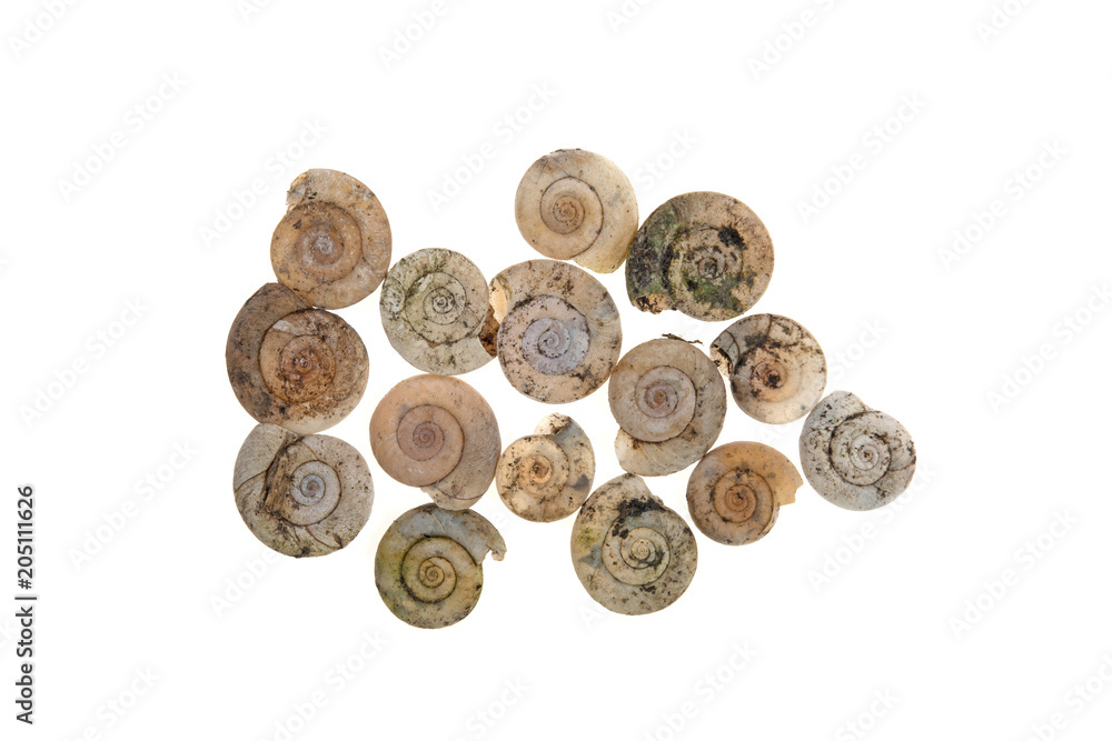 seashells on white background seashells on white background