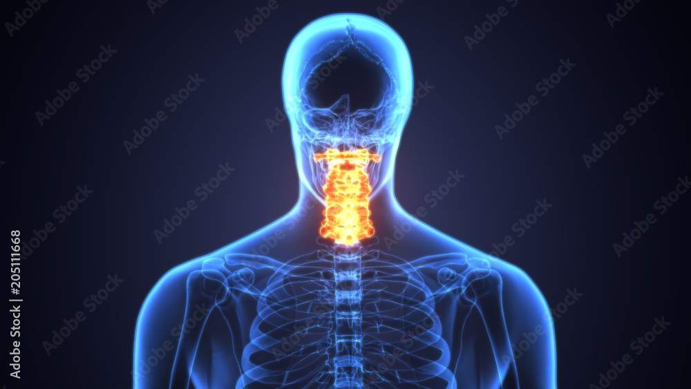 3D Illustration of Spinal cord (Thoracic Vertebrae) a Part of Human Skeleton Anatomy 3D Illustration of Spinal cord (Thoracic Vertebrae) a Part of Human Skeleton Anatomy