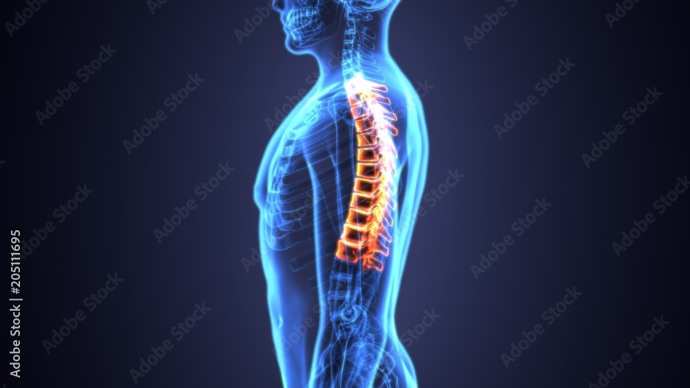 3D Illustration of Spinal cord (Thoracic Vertebrae) a Part of Human Skeleton Anatomy 3D Illustration of Spinal cord (Thoracic Vertebrae) a Part of Human Skeleton Anatomy