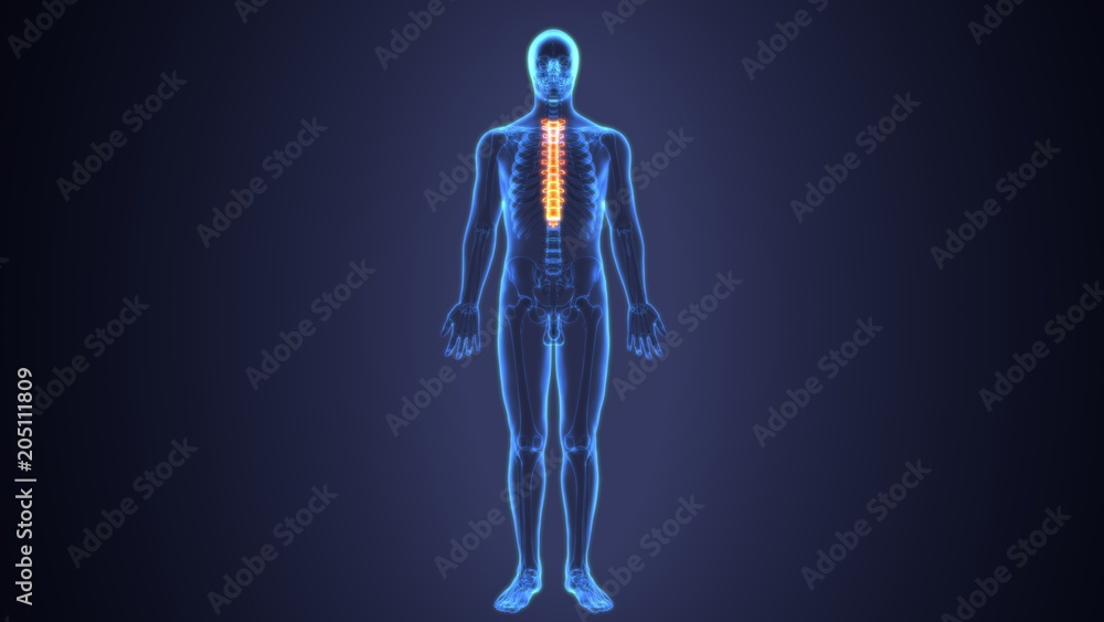 3D Illustration of Spinal cord (Thoracic Vertebrae) a Part of Human Skeleton Anatomy 3D Illustration of Spinal cord (Thoracic Vertebrae) a Part of Human Skeleton Anatomy