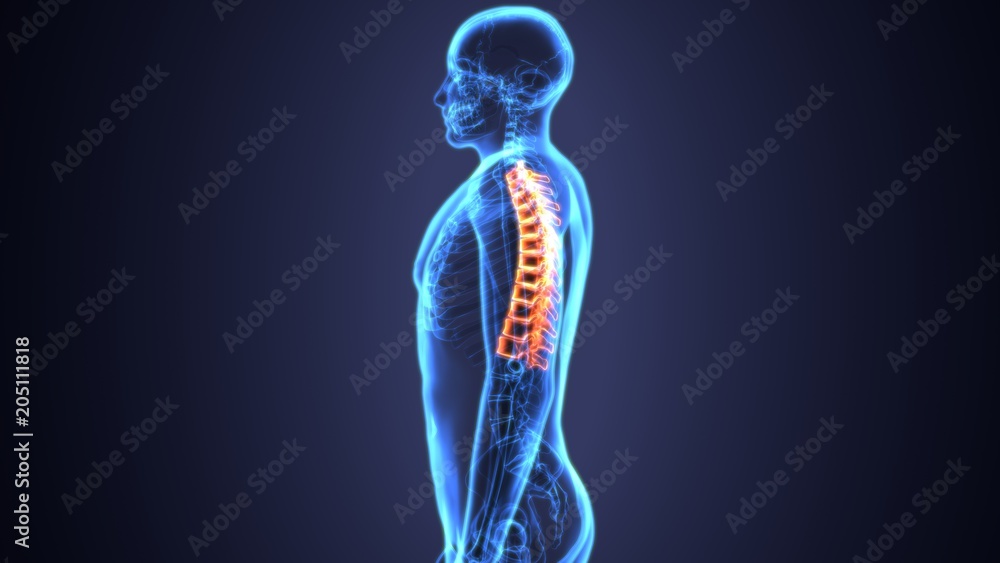 3D Illustration of Spinal cord (Thoracic Vertebrae) a Part of Human Skeleton Anatomy 3D Illustration of Spinal cord (Thoracic Vertebrae) a Part of Human Skeleton Anatomy