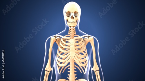 3D illustration of human skeleton ribs anatomy 