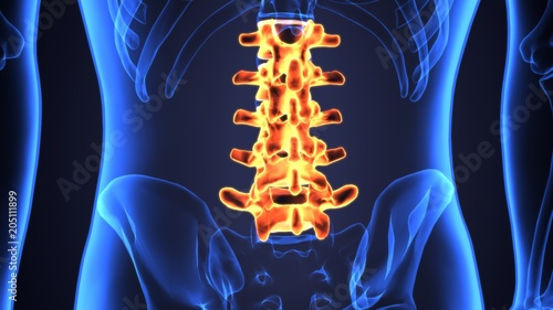 3D Illustration of Spinal cord (Thoracic Vertebrae) a Part of Human Skeleton Anatomy