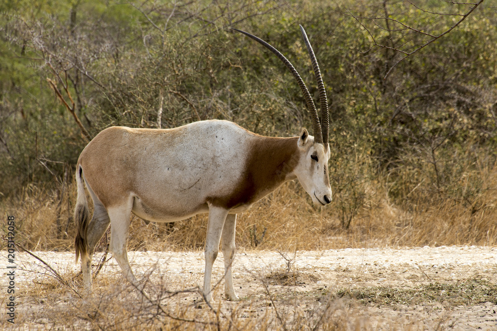 Oryx algazelle, Oryx dammah Oryx algazelle, Oryx dammah