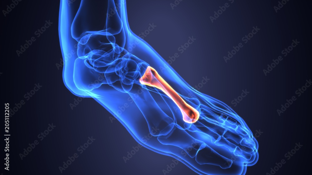 3D illustration of Foot Skeleton - Part of Human Skeleton.
