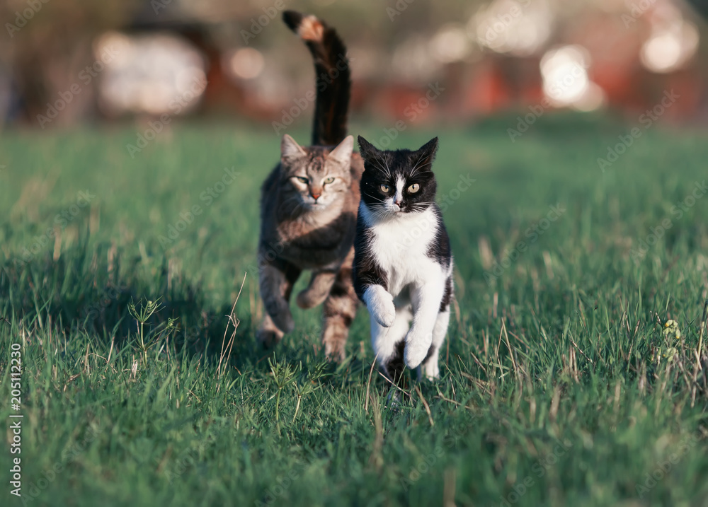 two beautiful funny cute cats are fun and fast to run a race through the summer meadow two beautiful funny cute cats are fun and fast to run a race through the summer meadow