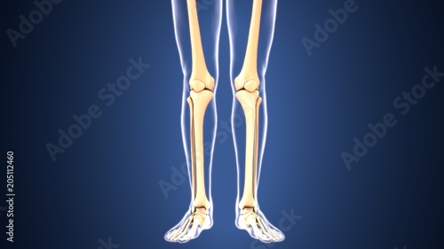3D illustration of Tibia - Part of Human Skeleton. 