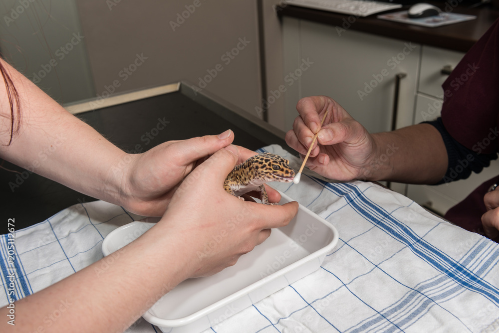 Fototapeta premium La consultation vétérinaire pour les nacs, varans, les lapins et les tortues est très importante et repose sur une observation précise.