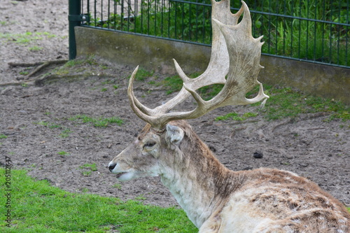 stag in holland photo