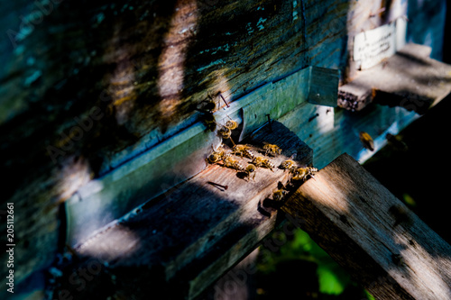 Bees at the entrance to their beehive