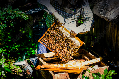 The beekeeper stands near to hives with bees