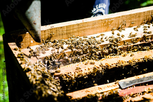 Open hive with bees