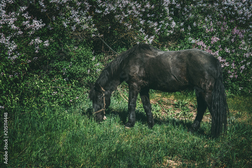 Black horse graze on green meadow © DedMityay