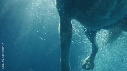 dog swimming underwater paddling slow motion