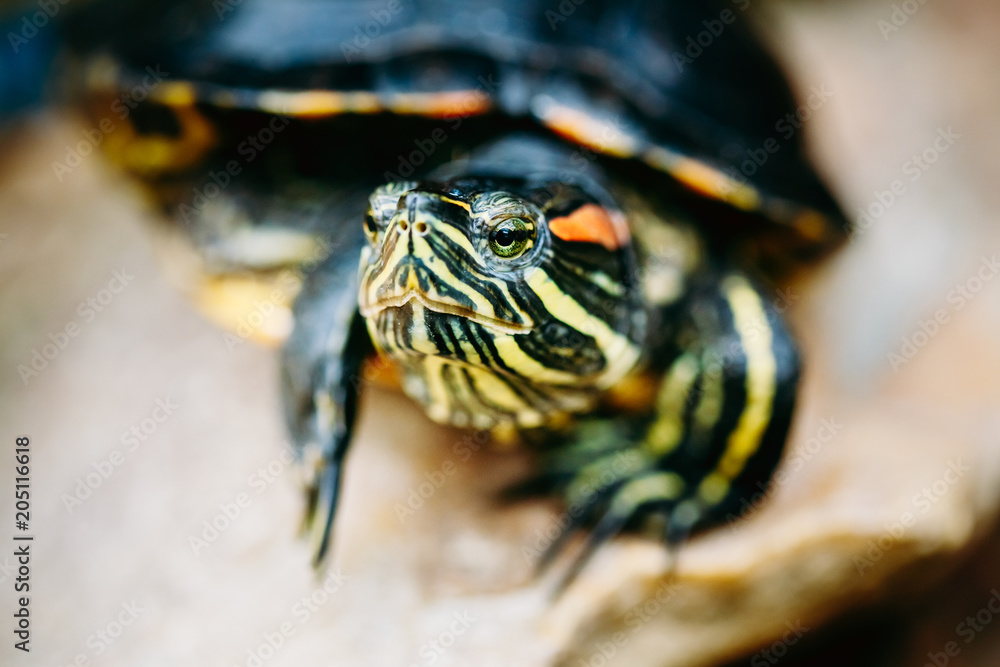 Small Red-ear Turtle, Pond Terrapin Small Red-ear Turtle, Pond Terrapin