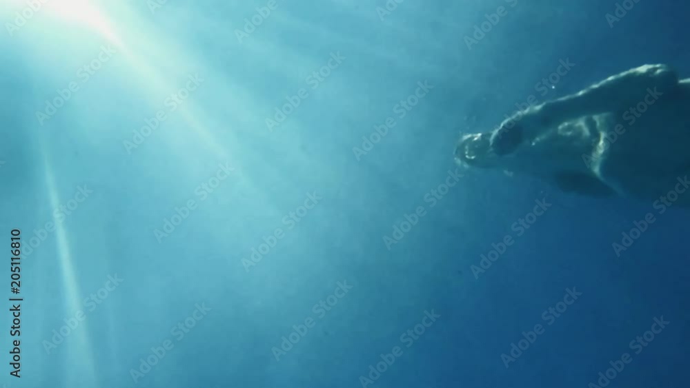 dog swimming underwater from below slow motion dog swimming underwater from below slow motion