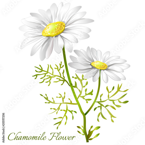 Fototapeta Naklejka Na Ścianę i Meble -   Image of a flower of a camomile. Chamomile officinalis. Vector illustration.
