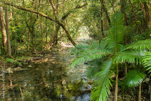 Daintree rain forest, Australie