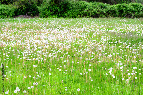 Fototapeta Naklejka Na Ścianę i Meble -  Field of tall grass with lots of dandelions gone to seed, with overgrown blackberry bushes in the background
