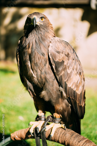 Sitting Golden Eagle Haliaeetus albicilla. Wild bird