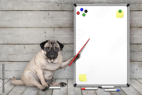serious pug puppy dog sitting down, pointing at blank white board with yellow notes and magnets, on wooden floor and background