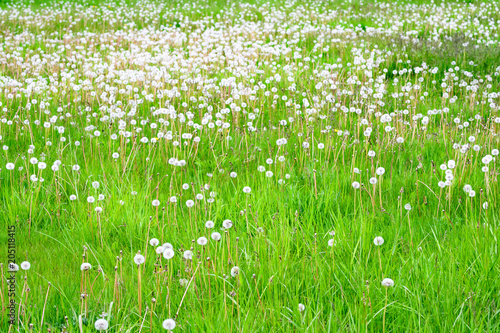 Field of tall grass in spring green with lots of dandelions gone to seed, as a background 