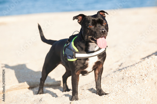 Staffordshire bull terrier playing at the beach