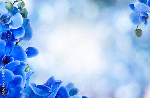 Photo bouquet of blue orchids on the bottom