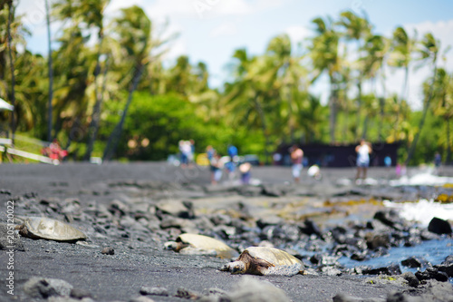 Hawaiian green turtles relaxing at Punaluu Black Sand Beach on the Big Island of Hawaii photo