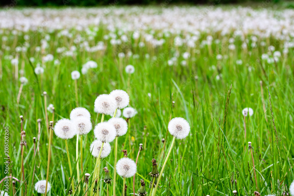 Close up of dandelions gone to seed in a field of tall spring green grass and more dandelions gone to seed
Close up of dandelions gone to seed in a field of tall spring green grass and more dandelions gone to seed