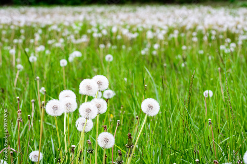 Fototapeta Naklejka Na Ścianę i Meble -  Close up of dandelions gone to seed in a field of tall spring green grass and more dandelions gone to seed
